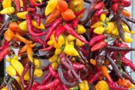 Reiseimpression von Sabine