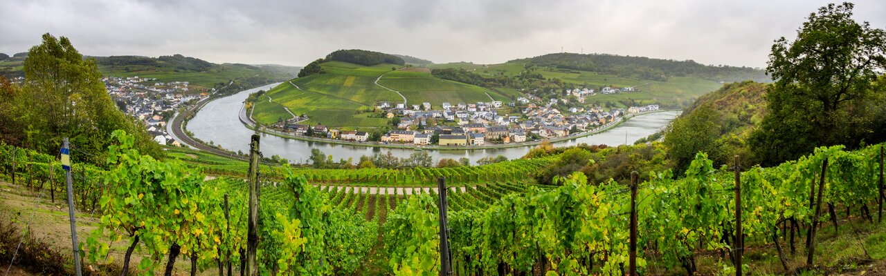 Weinberge und Moselschleife, Ausblick vom Moselsteig