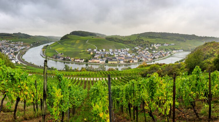 Weinberge und Moselschleife, Ausblick vom Moselsteig