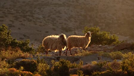 Kreta mit Marina Novikova – Von der Ostküste zum Ida-Gebirge