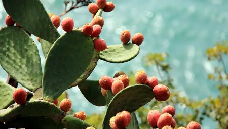 Cinque Terre – Die malerischen Dörfer erwandern