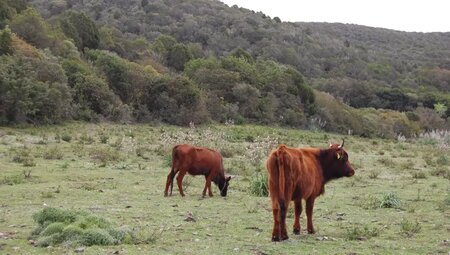 Sardinien – Südwesten & Sant'Antioco zu Fuß erkunden