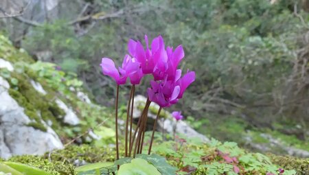Sardinien – Zu Fuß auf alten Hirtenpfaden