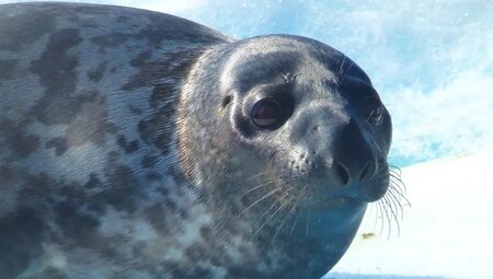 Grönland – Trekking zu Gletschern und Eisbergen
