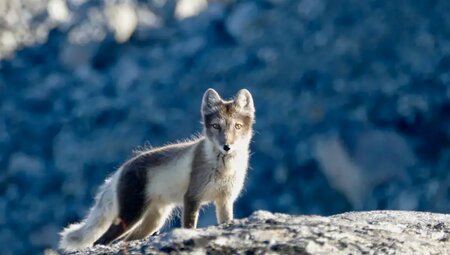 Grönland mit Martin Völker-Draxinger – Trekking in der arktischen Wildnis