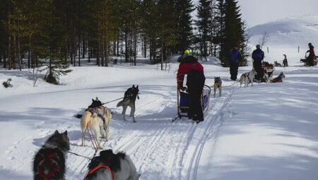 Finnland - Husky-Safari