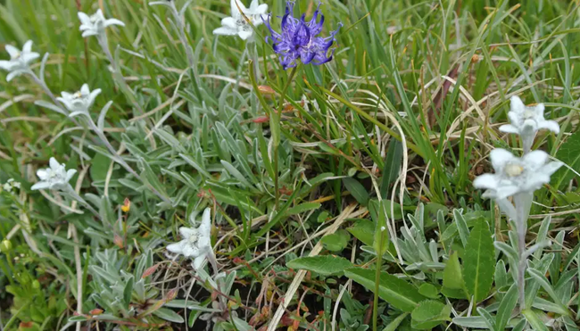 Österreich – Umrundung des Großglockner