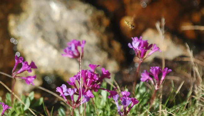 Bulgarien – Berge des Balkans