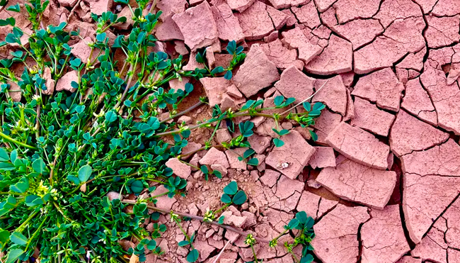 Algerien - Durch Oasen und Schluchten des Tassili zu den Dünen des Tadrart