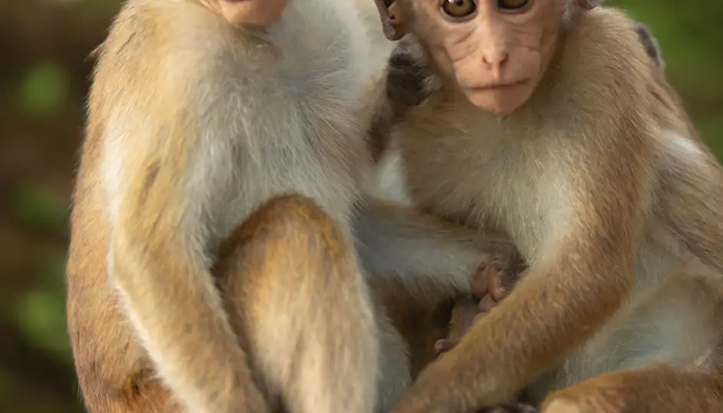 Sri Lanka – Knuckles Range & Pekoe Trail