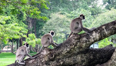 Sri Lanka – Kleine Insel, große Vielfalt