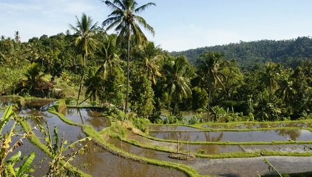Indonesien – Vulkan-Besteigung & Reisterrassen