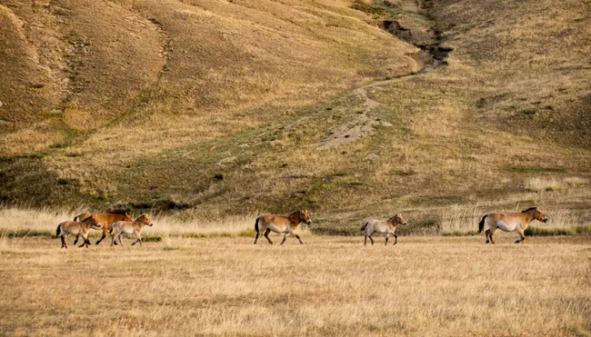 Mongolei – Zentralmongolei: Land des blauen Himmels