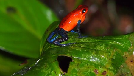 Costa Rica – Wandern im wilden Süden