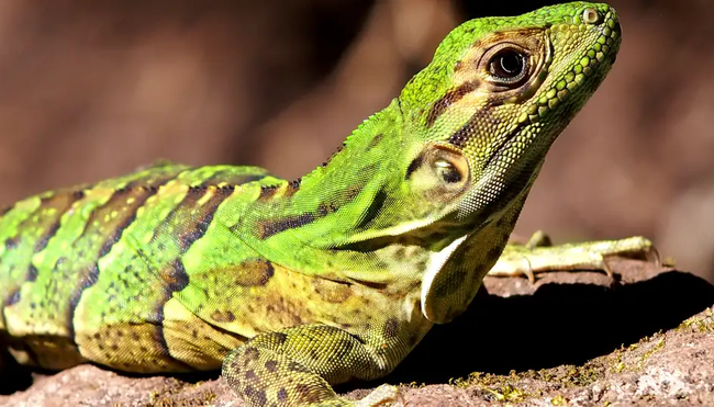 Costa Rica – Wandern im wilden Süden