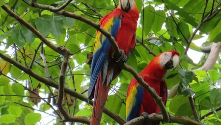 Costa Rica - Wandern, Staunen und Genießen