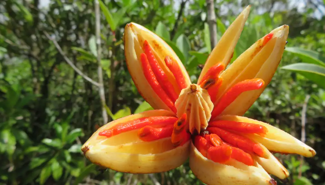Costa Rica - Wandern, Staunen und Genießen