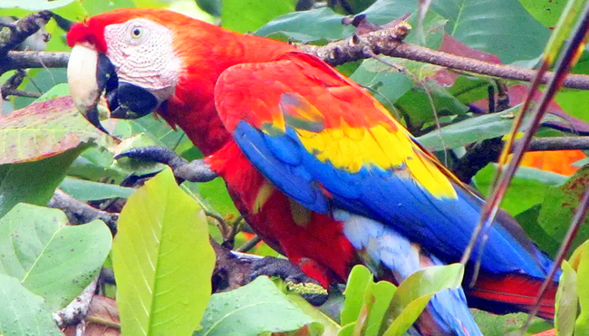 MTB Costa Rica - Pura Vida, Vulkane und Urwald