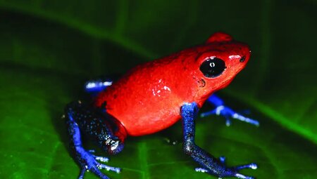 E - Mountainbike Costa Rica - Exotik, Dschungel und Vulkane