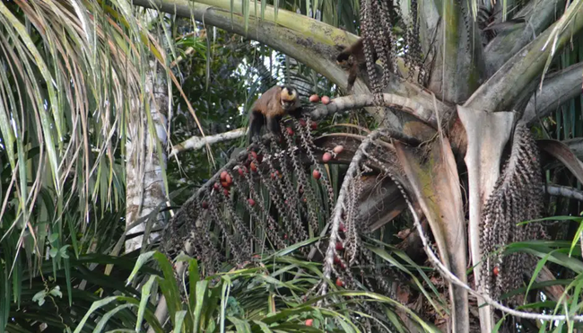 Bolivien – Madidi Nationalpark