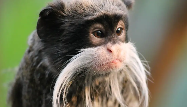 Peru – Peruanischer Amazonas (Reisebaustein)