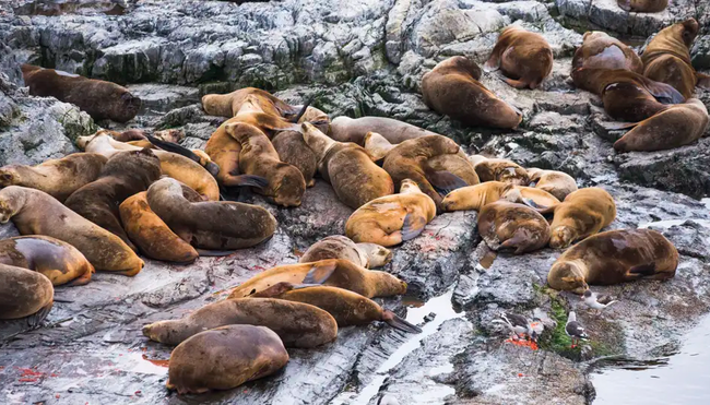 Argentinien, Chile - Patagonien pur