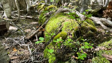 Argentinien, Chile - Patagonien pur
