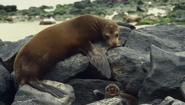 Ecuador - Galápagos-Inseln