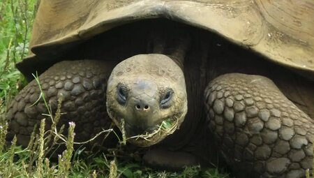 Ecuador - Galápagos-Inseln