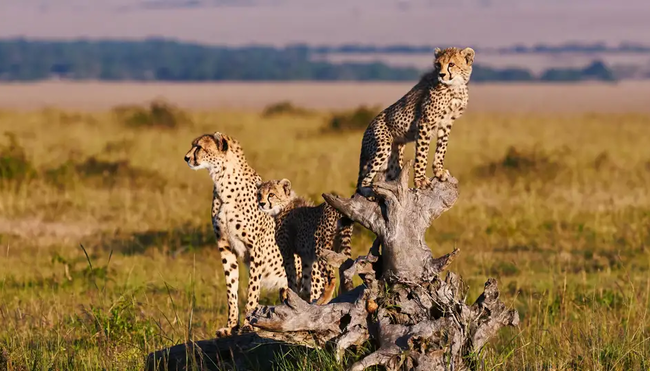 Kenia – Trekking Mount Kenya & Safari Masai Mara