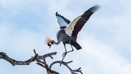Tansania - Safari kompakt (Reiseverlängerung)