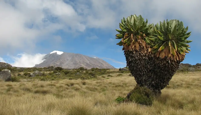 Kilimanjaro Lemosho-Route (Northern Circuit) - Wunschtermin