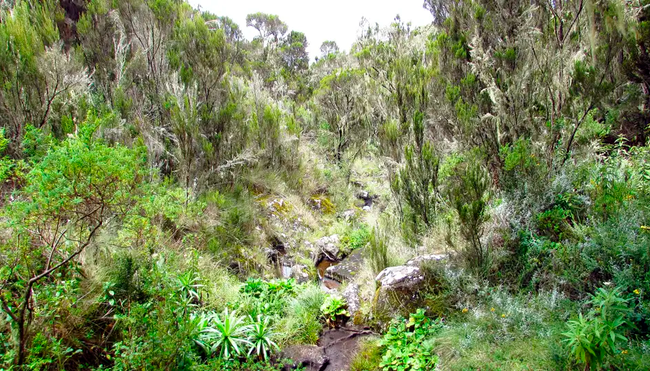Kilimanjaro Marangu-Route - Wunschtermin