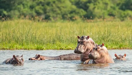 Uganda – Safari im Murchison Falls Nationalpark
