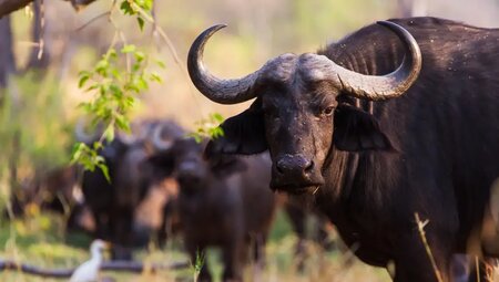 Uganda – Safari im Murchison Falls Nationalpark