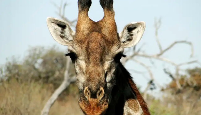 Südafrika – Drakensberge & Safari im Nordosten