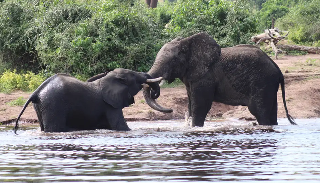 Botswana, Simbabwe – Okavango Delta, Big Five & Victoriafälle
