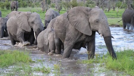 Botswana, Simbabwe – Okavango Delta, Big Five & Victoriafälle