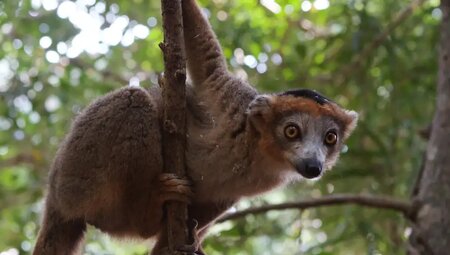 Madagaskar - Auf den Spuren der Lemuren