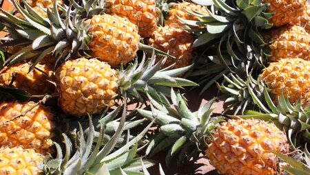 La Réunion - Vulkantrekking im Indischen Ozean