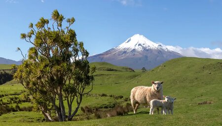 Neuseeland - Vielfalt zwischen Vulkanen und Regenwäldern