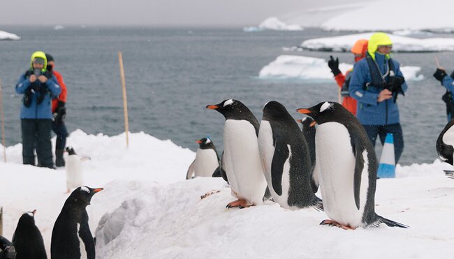 Celebrating New Year's in Antarctica (Ocean Nova) 
