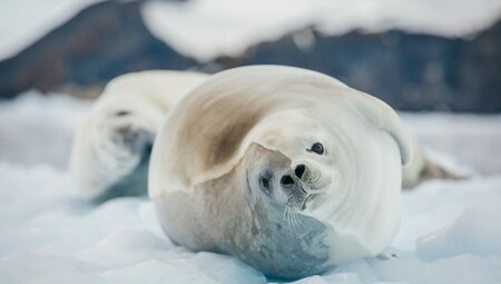 Celebrating New Year's in Antarctica (Ocean Nova) 