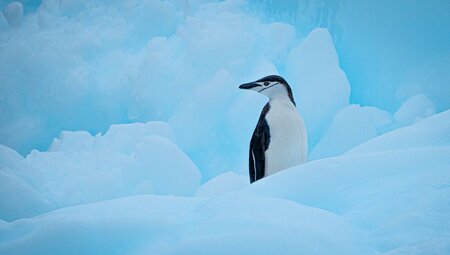 Antarctic Peninsula: An Explorer's Expedition