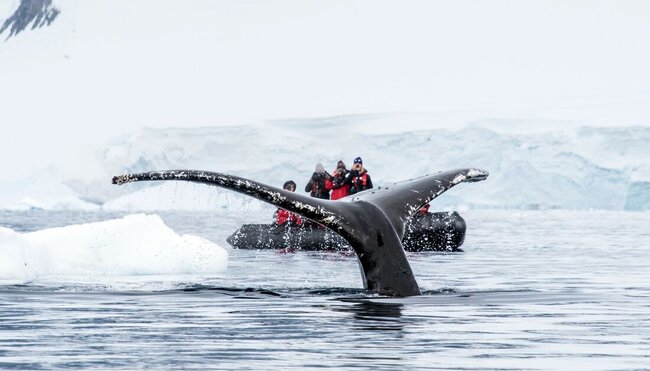 Best of Antarctica: Whale Journey 