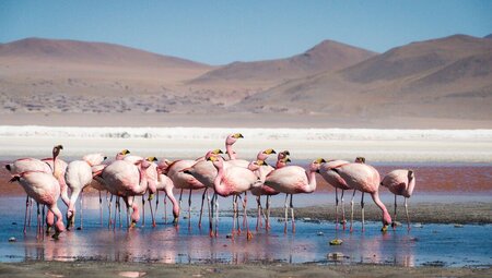 Real Bolivia & Argentina