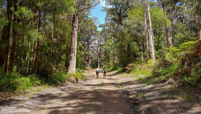 Cycle the Munda Biddi Trail: Walpole to Manjimup