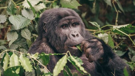 Africa Encompassed Northbound