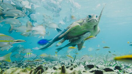 Land of Belize & Tikal
