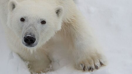 Spitsbergen Circumnavigation: A Rite of Passage